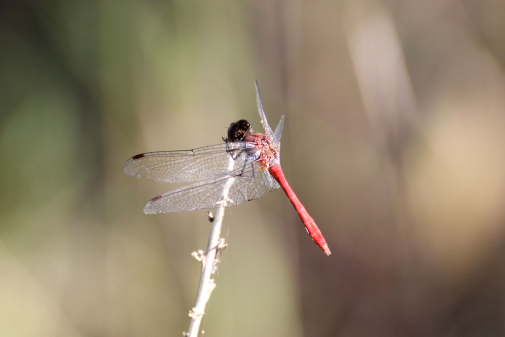 Sympetrum sanguineum?  S, maschio